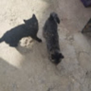 Meet your Posher, Anas